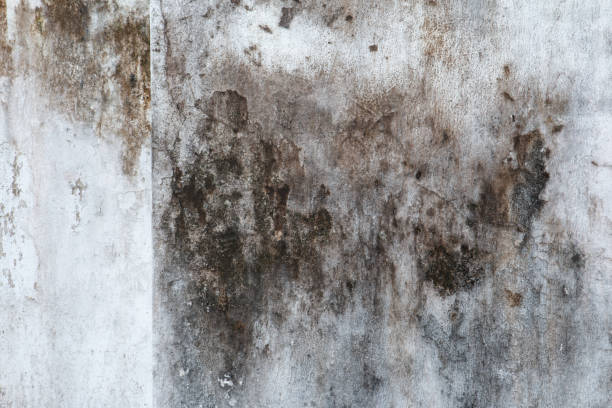 Best Basement Mold Removal  in Secaucus, NJ