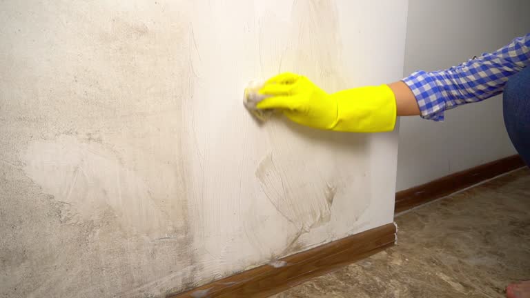 Best Mold Odor Removal Services  in Secaucus, NJ