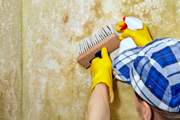 Best Mold Remediation for Healthcare Facilities  in Secaucus, NJ