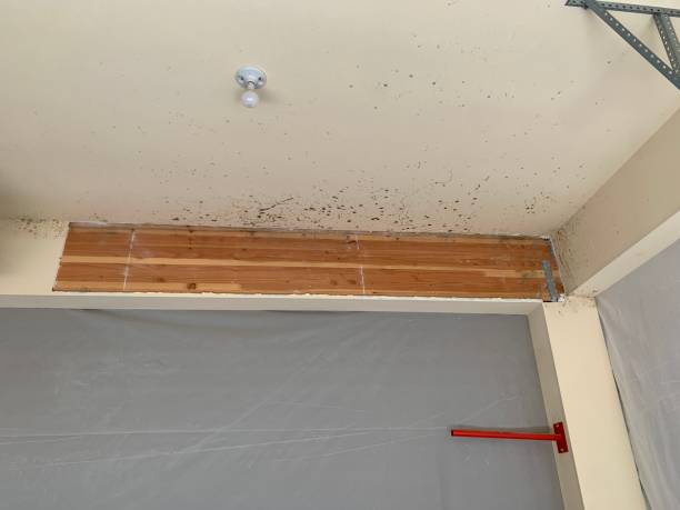Best Black Mold Removal  in Secaucus, NJ