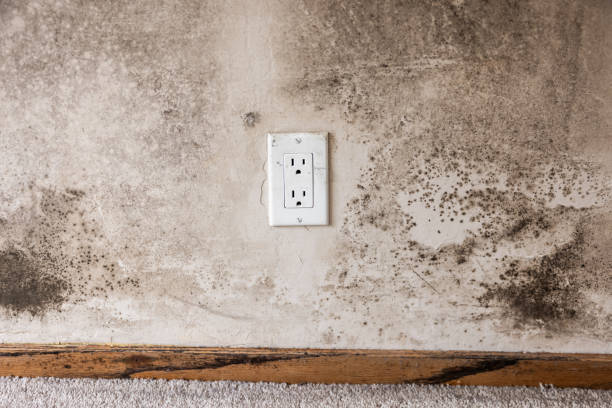 Best Mold Remediation for Vacation Homes  in Secaucus, NJ