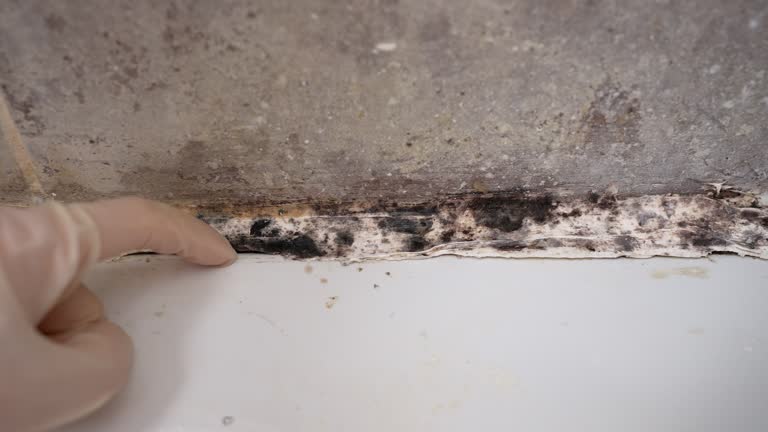 Best Water Damage & Mold Remediation  in Secaucus, NJ